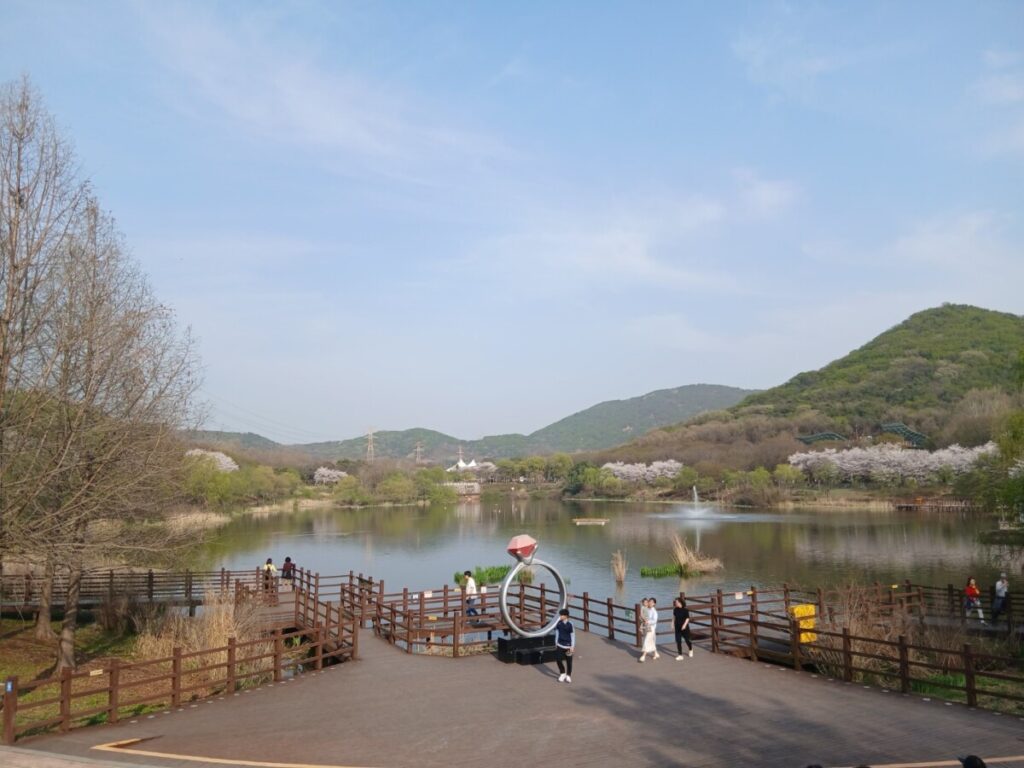 2026 인천대공원 벚꽃 축제 기간에 촬영한 호수 정원과 만개한 벚꽃 풍경-호수 위 분수와 반지 조형물, 그리고 건너편 산기슭을 가득 메운 벚꽃이 어우러진 2026 인천대공원 벚꽃 축제의 대표적인 풍경입니다. 파란 하늘 아래 펼쳐진 봄의 정취가 가득합니다.