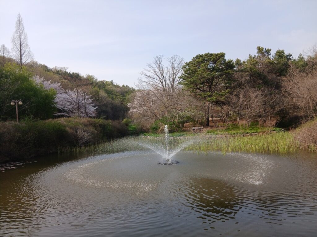 2026 인천대공원 벚꽃 축제의 평화로운 연못 분수와 멀리 보이는 벚꽃-정문을 지나 조금만 걸으면 만날 수 있는 평화로운 연못과 분수입니다. 2026 인천대공원 벚꽃 축제의 화려함 속에 잠시 쉬어갈 수 있는 고요한 공간으로, 멀리 피어난 벚꽃이 운치를 더합니다.