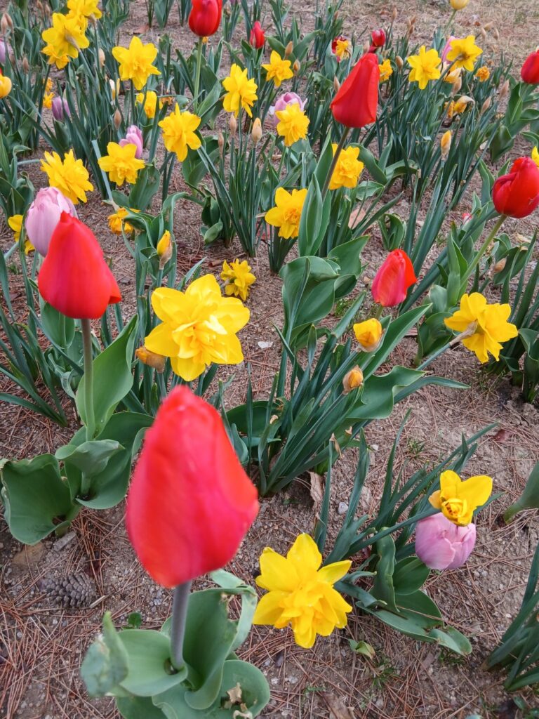덕수궁 돌담길 옆 화단에 활짝 핀 빨간 튤립과 노란 수선화 봄꽃 풍경-고요한 덕수궁 돌담길을 따라 걸으며 만난 따뜻한 봄의 색깔들, 정동전망대 덕수궁 산책의 묘미입니다.