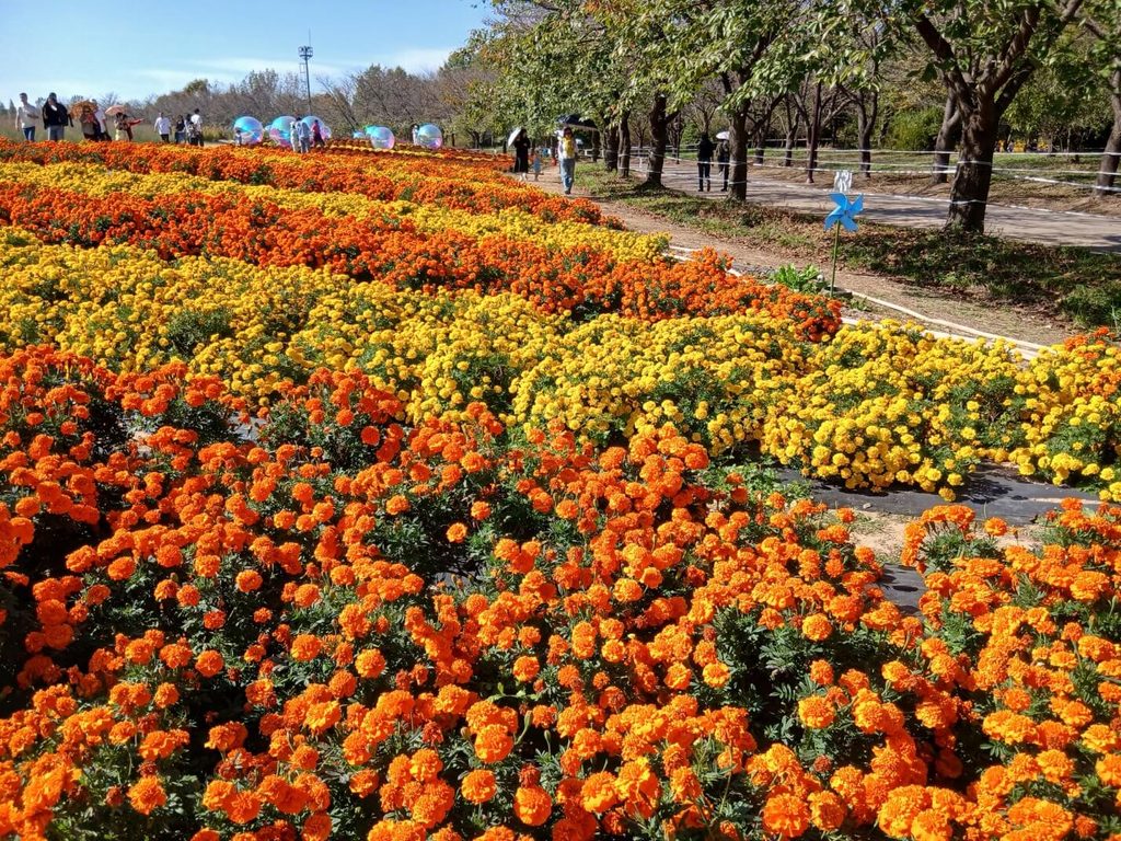 드림파크 국화축제 산책로를 따라 화사하게 만개한 주황색과 노란색 메리골드 군락지-드림파크 국화축제 길목마다 화사하게 만개한 메리골드 군락은 방문객들에게 깊어가는 가을의 온기를 가득 전해줍니다.